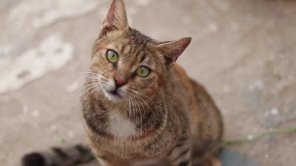 Chat Dans Rue — Video