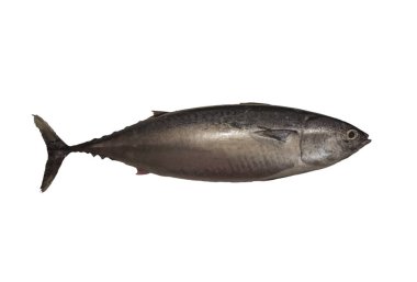A Bullet tuna isolated on a white background with free space for text clipart