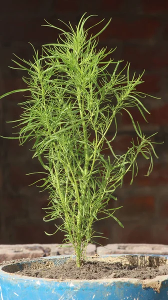 Eine Vertikale Aufnahme Einer Grünen Pflanze Die Einem Topf Wächst — Stockfoto