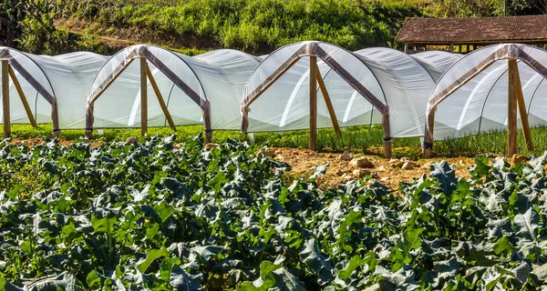 Blick Auf Einen Gemüsegarten Gewächshaus — Stockfoto