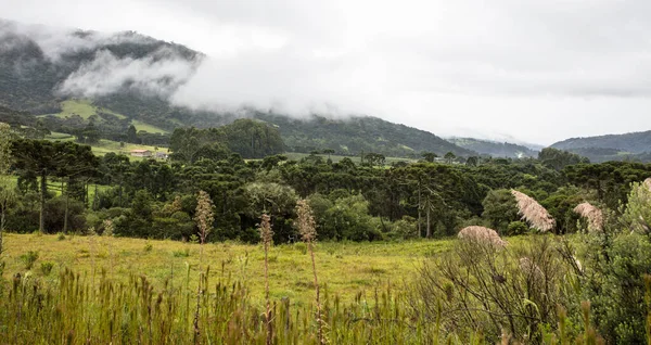 Una Zona Rural Bosque Durante Una Nublada Brasil — Foto de Stock