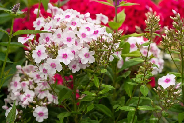 Hermoso Primer Plano Flexes Jardín Rosados — Foto de Stock