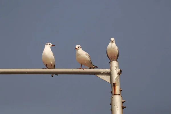 三羽の白いカモメが棒にのった — ストック写真