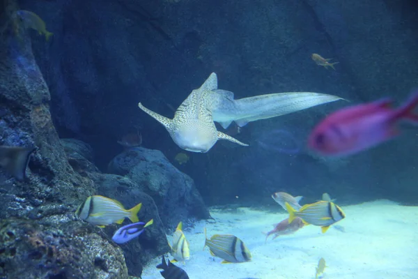 Closeup Different Fish Groups Swimming Aquarium Lights — Stock Photo, Image