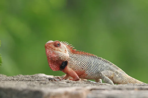 Gros Plan Iguane Mignon Marchant Sur Une Frontière — Photo