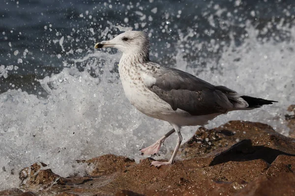 Tiro Perto Uma Gaivota Praia Com Salpicos Água — Fotografia de Stock