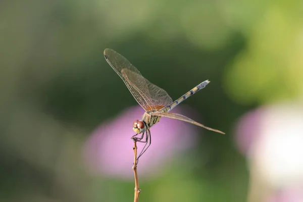 一张用棍子拍摄的可爱蜻蜓的有选择的焦点照片 — 图库照片