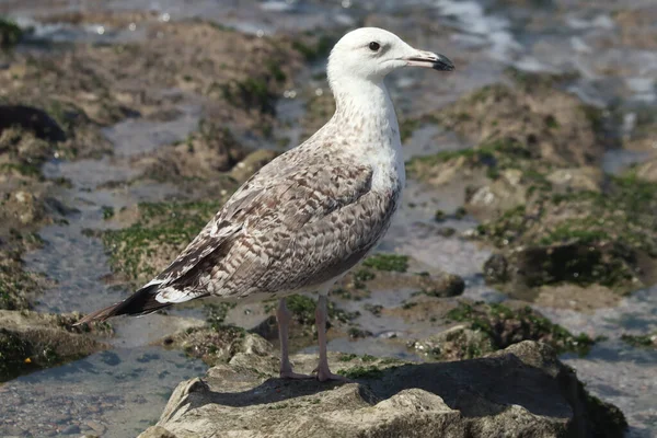 Tiro Perto Uma Gaivota — Fotografia de Stock