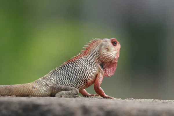 Primer Plano Una Linda Iguana Caminando Por Una Frontera — Foto de Stock