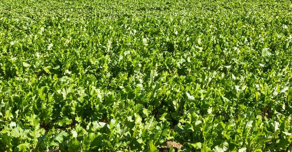 Blick Auf Einen Gemüsegarten Gewächshaus — Stockfoto