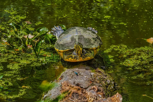 Een Zuidelijke Schilderde Schildpad Zonnen Een Stam Het Meer Bij — Stockfoto