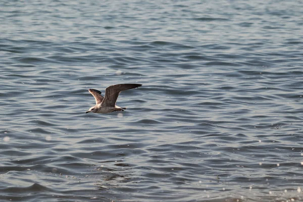 Una Vista Panorámica Una Gaviota Volando Sobre Agua — Foto de Stock