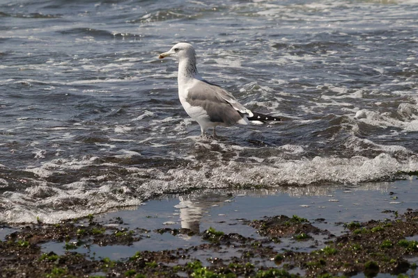 Primer Plano Una Gaviota Pie Playa — Foto de Stock