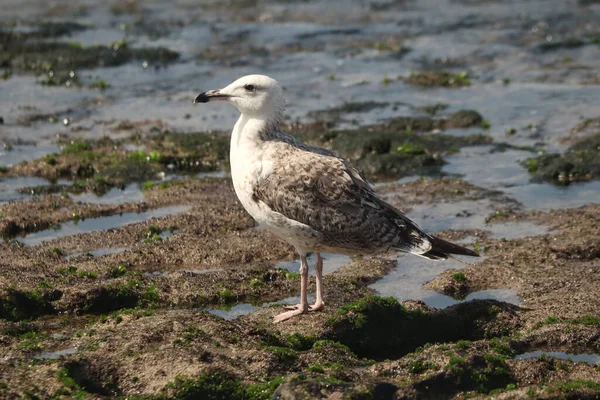 Primer Plano Una Gaviota — Foto de Stock