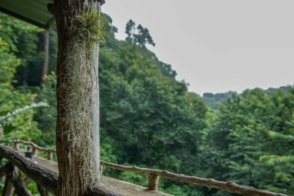 Detailní Záběr Klády Zelenými Lesy Pozadí — Stock fotografie