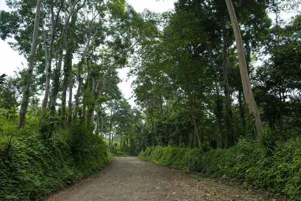 Dálnice Venkovské Guatemale Prostor Cestování Spousta Zelené Vegetace Otevřené Silnice — Stock fotografie
