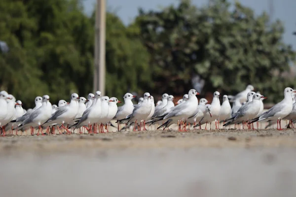 Eine Schar Möwen Fliegt Und Steht Auf Dem Boden — Stockfoto