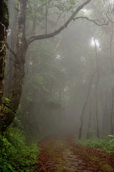 Tiro Vertical Caminho Estreito Floresta Dia Nebuloso Frio Outono — Fotografia de Stock