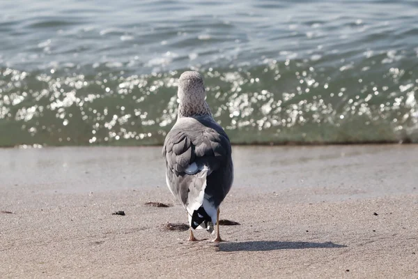 Gros Plan Une Mouette Debout Sur Plage — Photo