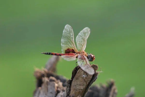 Een Selectieve Focus Shot Van Een Schattige Libelle Een Stok — Stockfoto