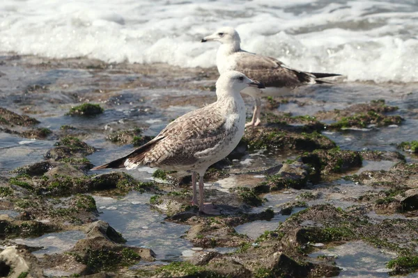 Plan Rapproché Une Mouette — Photo