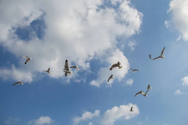 Shot Seagulls Flying Blue Sky — Stock Photo, Image