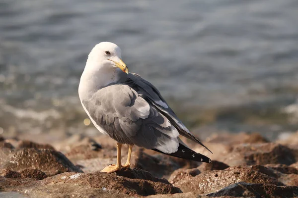 Gros Plan Une Mouette Debout Sur Plage Sur Fond Flou — Photo