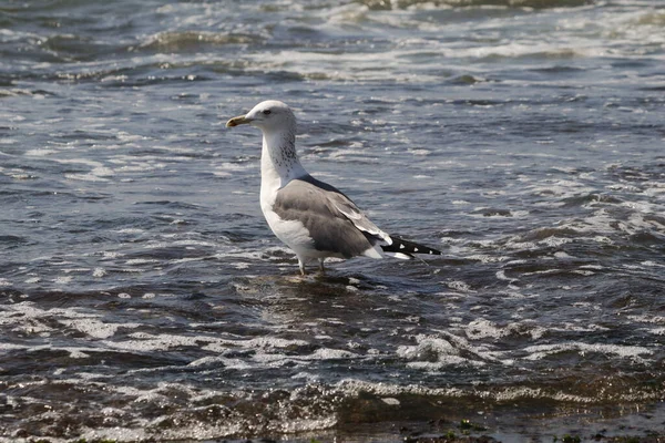 Closeup Shot Seagull Standing Beach — Stock Photo, Image