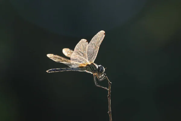 Eine Selektive Fokusaufnahme Einer Niedlichen Libelle Auf Einer Plastik — Stockfoto