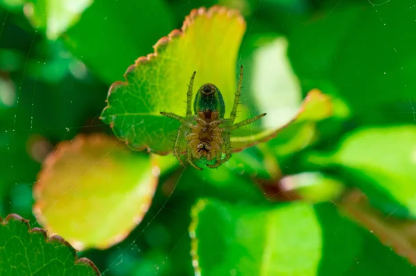 Nahaufnahme Einer Spinne Auf Grünen Blättern — Stockfoto