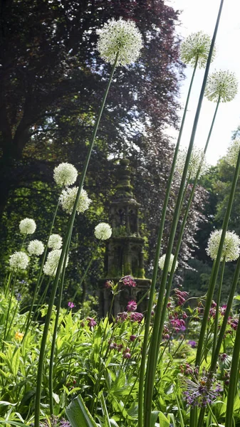Uma Foto Vertical Flores Allium Stipitatum Nos Jardins Das Plantações — Fotografia de Stock