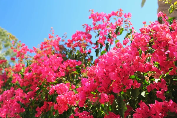 Close Belas Flores Vermelhas Bougainvillea Ilha Canária Lanzarote Dia Ensolarado — Fotografia de Stock
