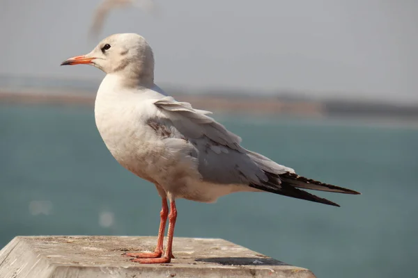 Seagull Sea Background — Stock Photo, Image