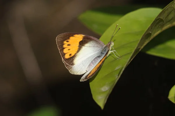 Mise Point Sélective Papillon Sur Une Feuille — Photo