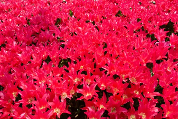 開花するチューリップの花のショット — ストック写真