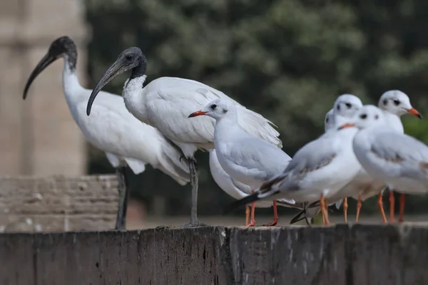 Egy Közeli Kép Sirályok Ült Egy Felületen Homályos Háttér — Stock Fotó