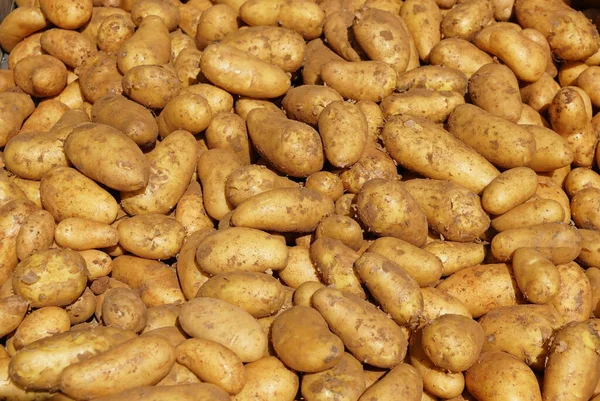 Nahaufnahme Eines Haufens Ungewaschener Kartoffeln — Stockfoto