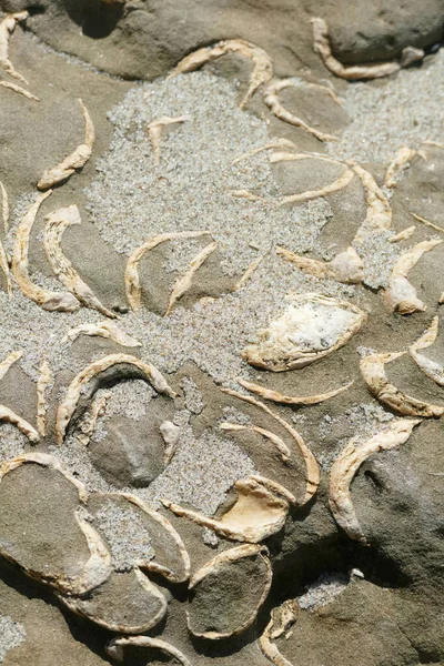 Uma Praia Oregon Moluscos Fósseis Perto Newport — Fotografia de Stock