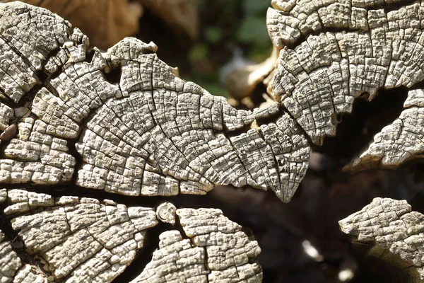 Una Toma Aérea Viejo Tronco Árbol Cortado Con Anillos Anuales — Foto de Stock