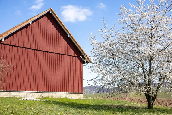 Ein Blühender Baum Vor Einer Roten Scheune Einem Sonnigen Feld — Stockfoto