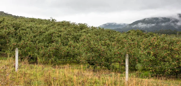 Plantacja Jabłek Obszarach Wiejskich Ciągu Dnia — Zdjęcie stockowe