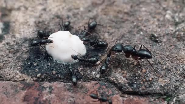 Tembakan Closeup Dari Kumbang Atas Batu — Stok Video