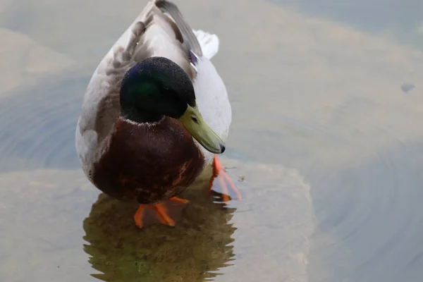 Gros Plan Canard Colvert Dans Étang Eau — Photo