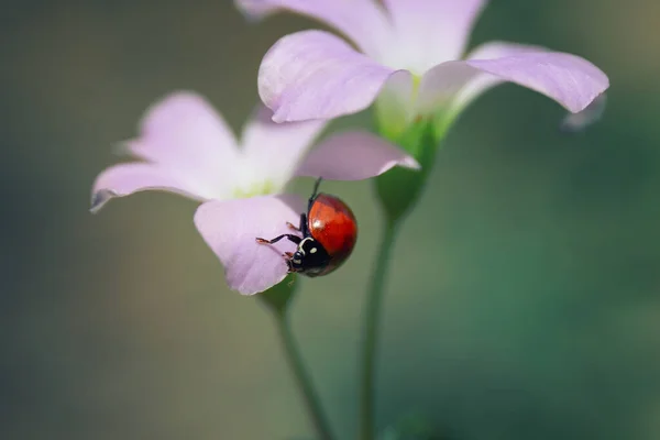 Primer Plano Mariquita Una Flor Rosa — Foto de Stock