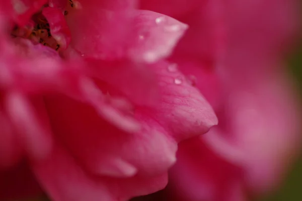 Bir Rosa Gallica Nın Sirke Gülü Birkaç Yağmur Damlasıyla Yakın — Stok fotoğraf