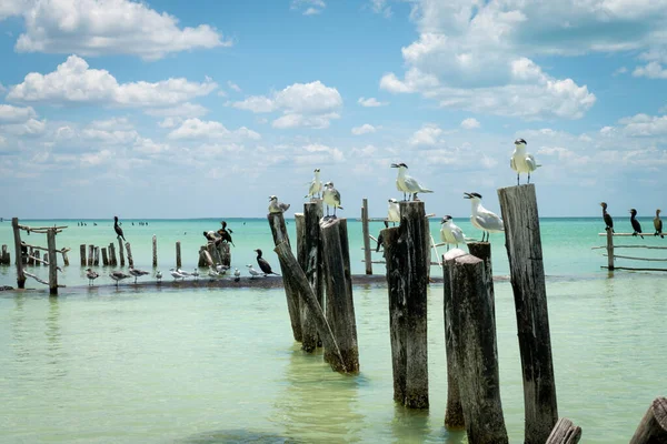 Die Möwen Die Auf Holzsäulen Stehen Und Aus Dem Azurblauen — Stockfoto