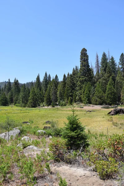 Een Prachtig Uitzicht Hoge Groene Bomen Sequoia National Park Een — Stockfoto