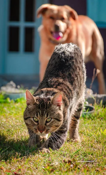 庭で猫と犬のクローズアップ撮影 — ストック写真