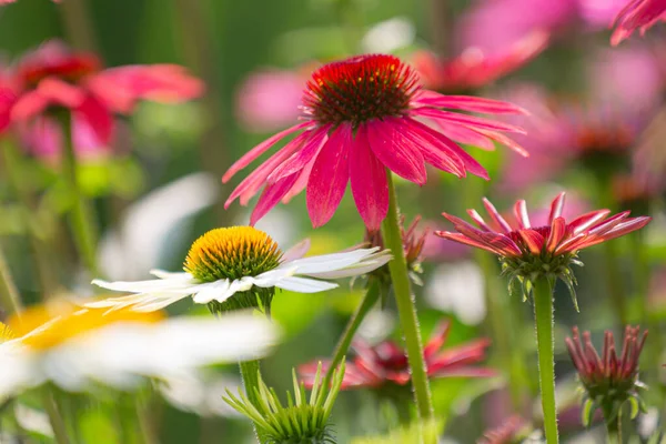 Vackra Lila Koneflowers Sin Fulla Blom Odlas Fältet — Stockfoto