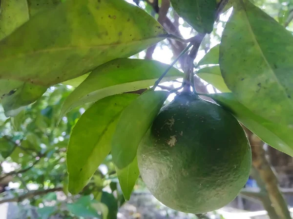 Índia Agosto 2021 Uma Fruta Laranja Crua Árvore — Fotografia de Stock
